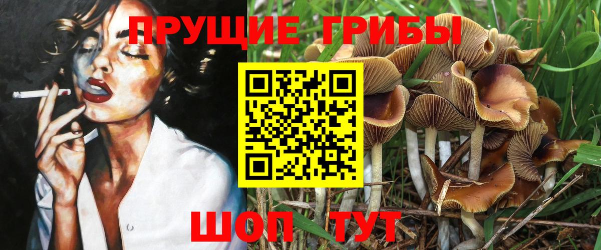 Александров  Галлюциногенные грибы Cubensis  Галлюциногенные грибы Psilocybine cubensis  купить   Вход с VPN 